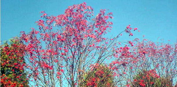 031018-4-Koukoumae-Red-Leaves