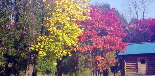 031018-5-Koukoumae-Yellow_Red-Leaves