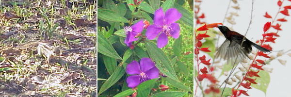 10_11_12-HimalayaJirisu_PurpleFlowers_MunaguroTaiyouchou
