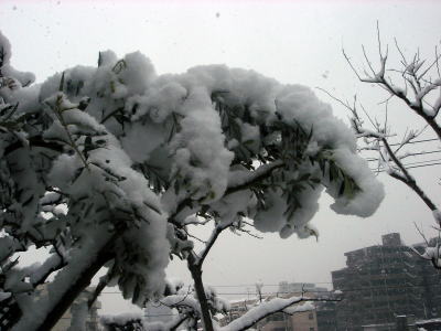 20060121-Olive_tree-Snow