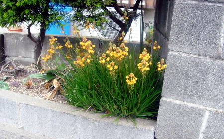 20060508-Flower1