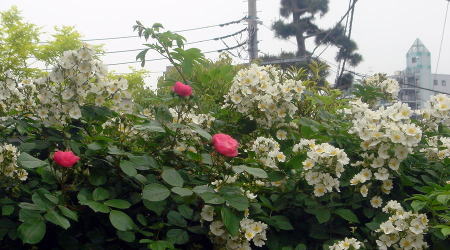20060516-1-Rose_white&pink