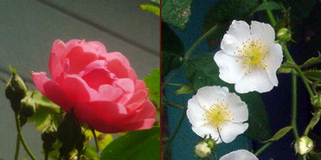 20060516-2-Rose_white&pink