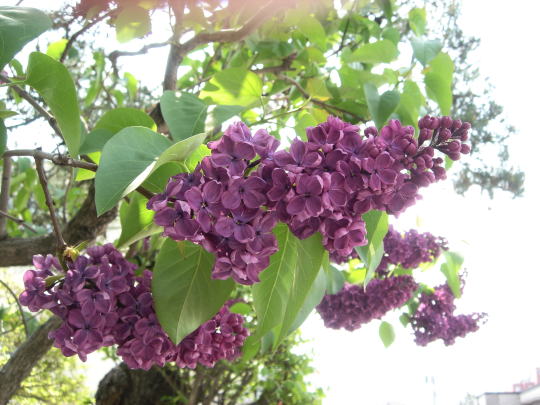 BL-20080517-1041-Lilac_dark-purple