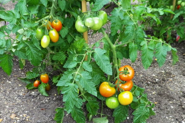 IMGP5613-Tomatoes-600_400